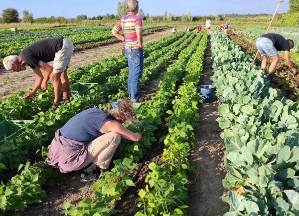 Mensen actief bezig met groente bij Hoeve van der Meulen Herenboerderij