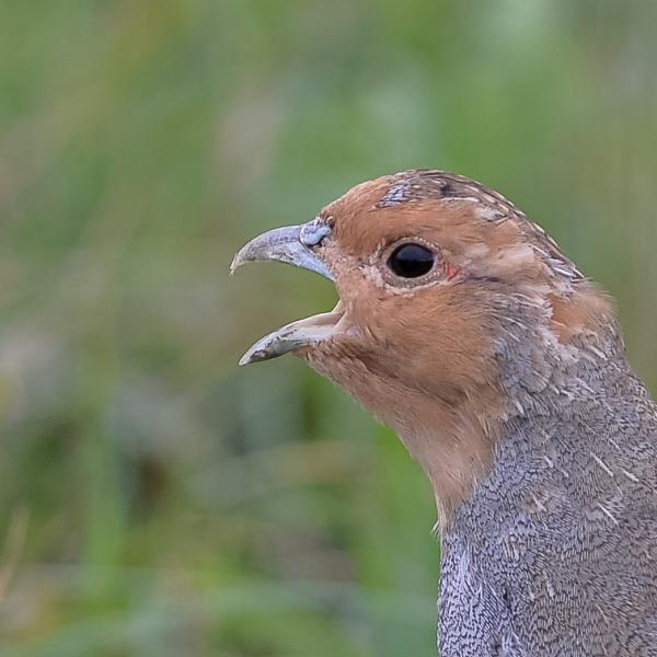 Close up van een roepende patrijs