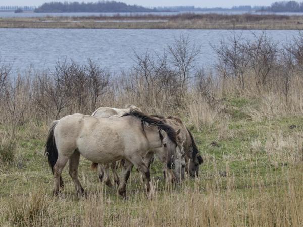 Koniks paarden Slikken van de Heen