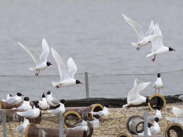 Zwartkopmeeuwen op broedeiland