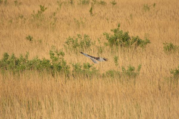 Bruine kiekendief boven een rietveld in de Vlietepolder