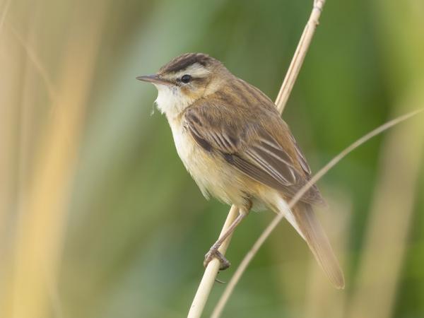 Riet Zanger Groote Gat aankoop natuurfonds