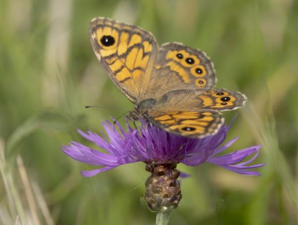 Argusvlinder op korenbloem