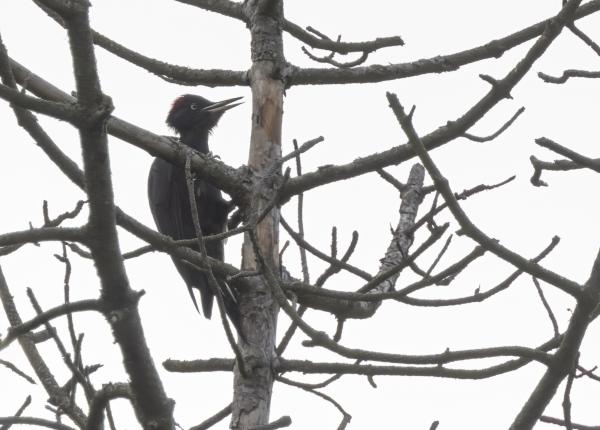 Zwarte specht in een boom