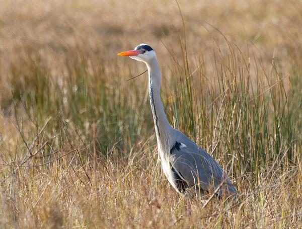 Blauwe reiger