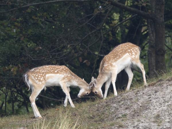 De Manteling van Walcheren, Damherten - Oostkapelle