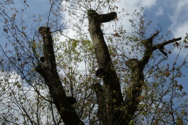 Gekandelaarde boom langs een wandelpad