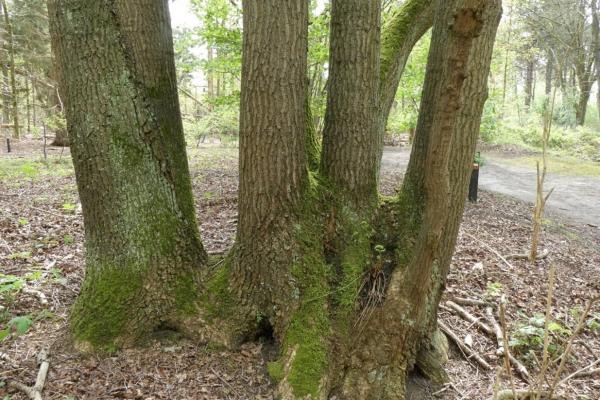 Hakhoutstoof van een zomereik