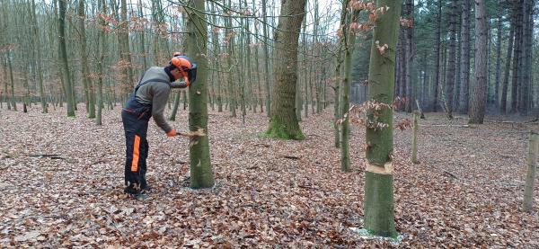 Een boom wordt geringd door een medewerker