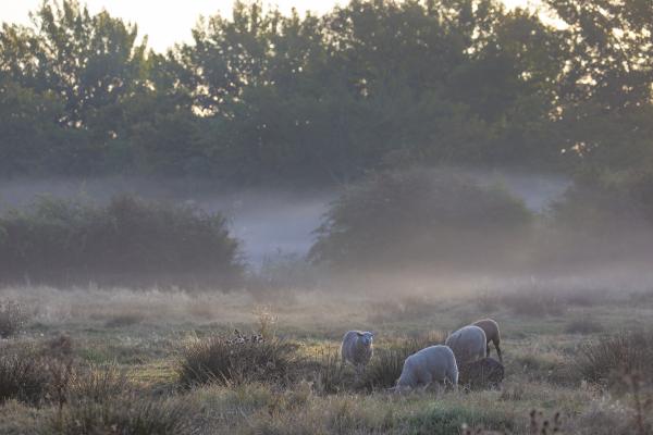 Brigdamse Padje Middelburg, schaapjes in de mist