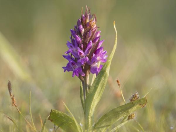Brede orchis