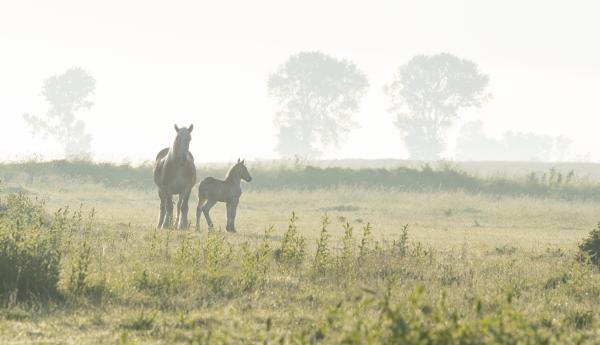 Merrie met veulen bij de Bruintjeskreek