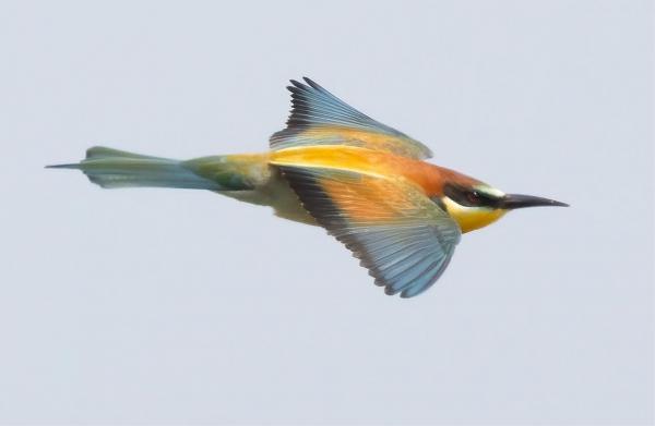 Bijeneter Beekhoekspolder