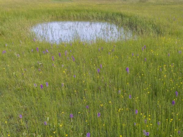 Boomkikker poel Retranchement