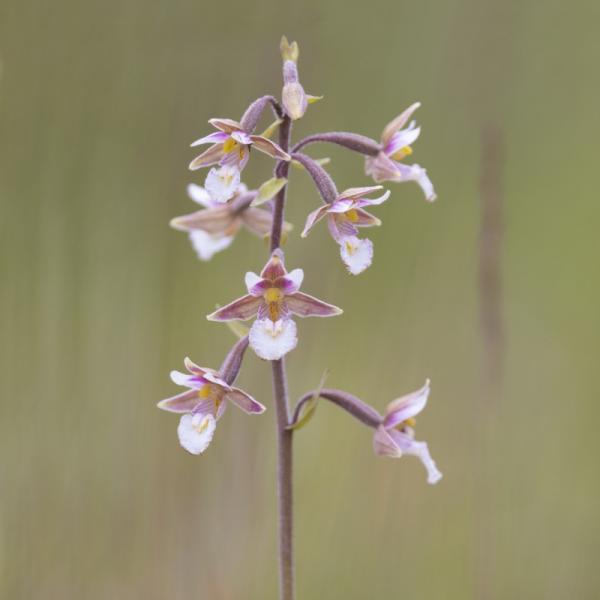 Moeraswespenorchis Beekshoekpolder