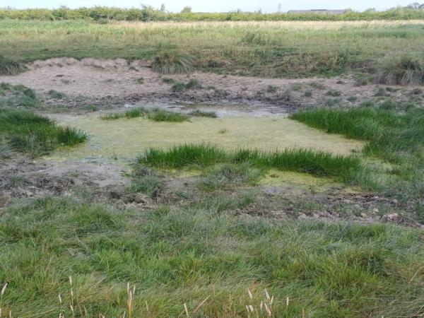 Boomkikker poel slechte staat met veel begroeiing en bijna droog