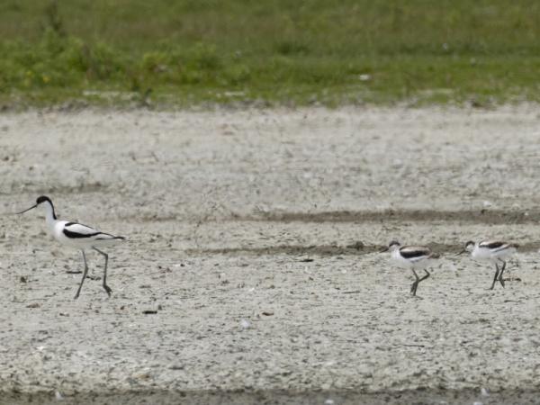 Sint Laurense Weihoek droogte kluut