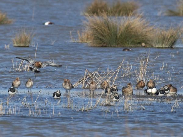 Weidevogels Sint Laurense Weihoek