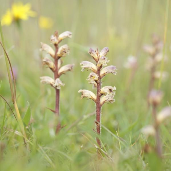 Beekshoekpolder klavervreter