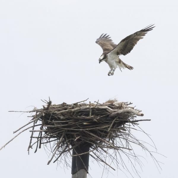 Visarend nestpaal Slikken van de Heen