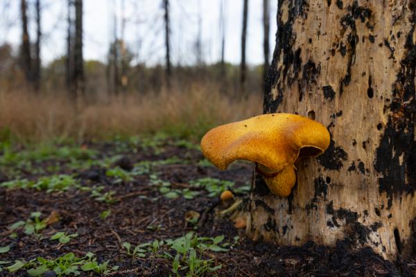 Clinge Waterwinbossen Koningsmantel