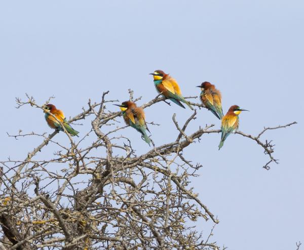 Groepje bijeneters in een struik