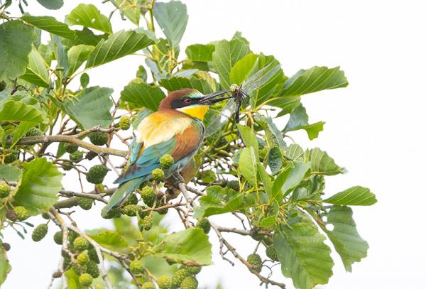 Bijeneter met libel in een zwarte els