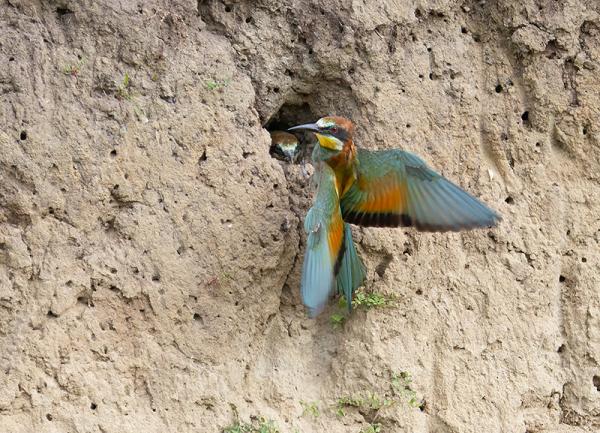 Bijeneters bij hun nestholte