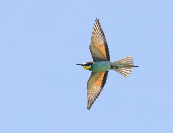 Langstrekkende bijeneter