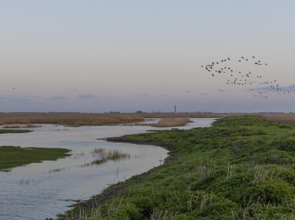 Westerschelde natuur