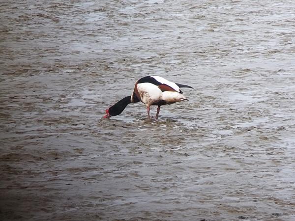 Bergeend met olie op het schor van de Hedwigepolder