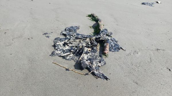 opgedroogde oliedrab Hedwige