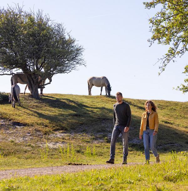 Wandelaars in Oranjezon met Konikpaarden