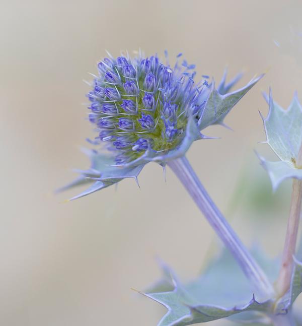 Blauwe zeedistel