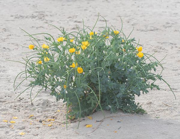 Gele hoornpapaver