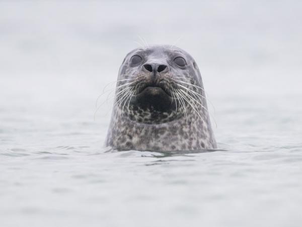 Gewone zeehond steekt kop boven water uit bij Neeltje Jans in Zeeland