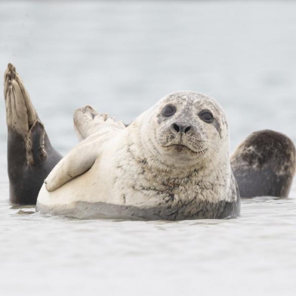 Gewone zeehond in het water bij Neeltje Jans met staart omhoog