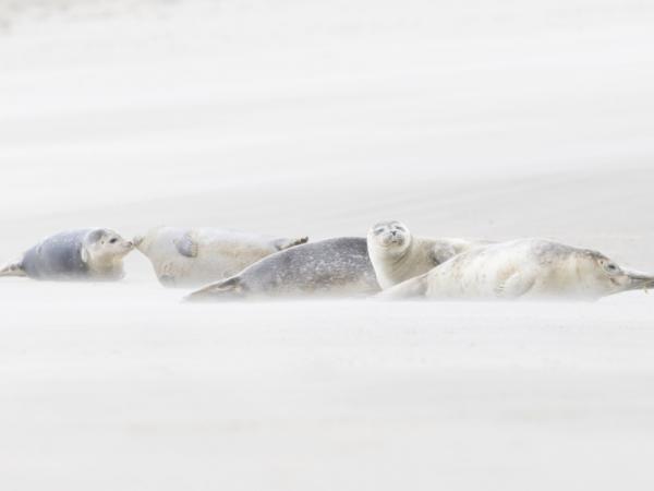 Groep zeehonden op zandbank bij Neeltje Jans