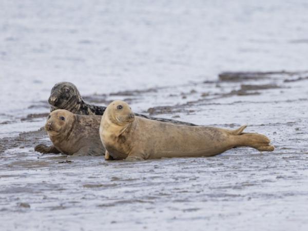 Groepje van drie grijze zeehonden op de Hooge Platen in Zeeland