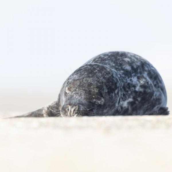 Grijze zeehond pup in Zeeland op het strand bij Neeltje Jans