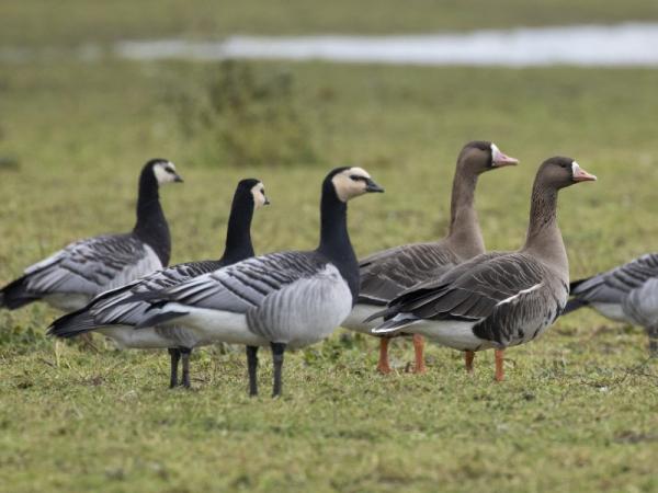 Kolganzen en brandganzen in graslandschap in Yerseke Moer - Zeeland