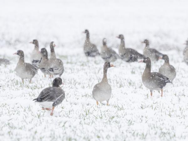 Kolganzen in sneeuw bij Oude Veerseweg in Zeeland