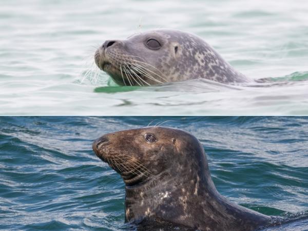 Vergelijking tussen grijze zeehond en gewone zeehond