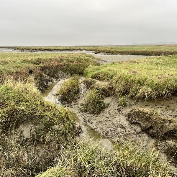 Geul in Het Verdronken Land van Saeftinghe tijdens excursie Ruigelaarzenpad