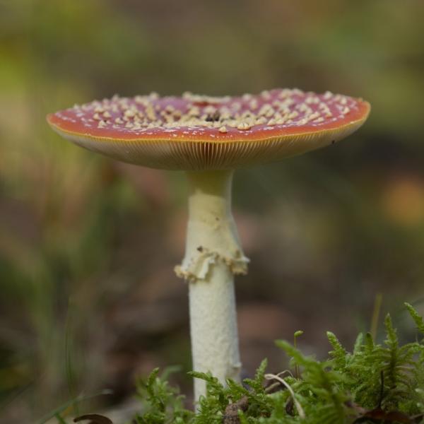 Vliegenzwam, hoed met rood met witte stippen en een witte steel in Oranjezon Zeeland