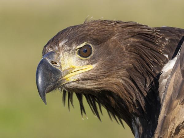 Zeearend kop van dichtbij