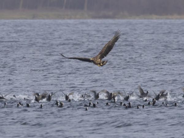 Zeearend vliegt vlak over water jagend op een groep meerkoeten