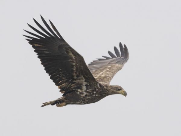 Vliegende zeearend in Zeeland