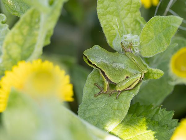Boomkikker op een groen blad