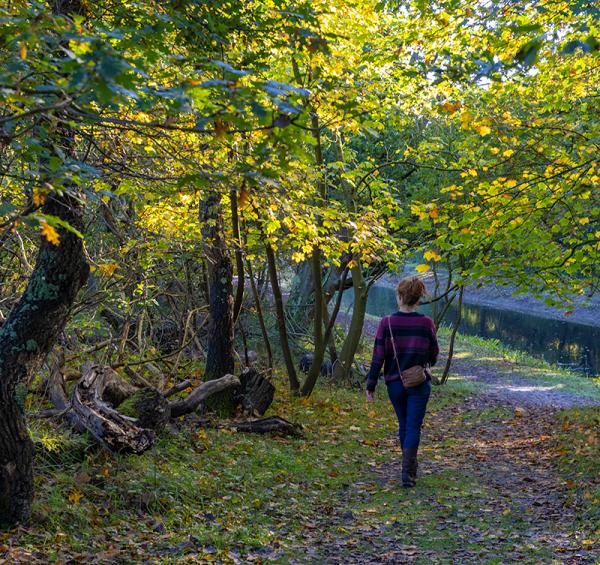 Wandelaar in een herfstbos op Walcheren
